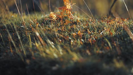 a tiny rowan tree in the enchanting autumn tundra undergrowth backlit by the low sun