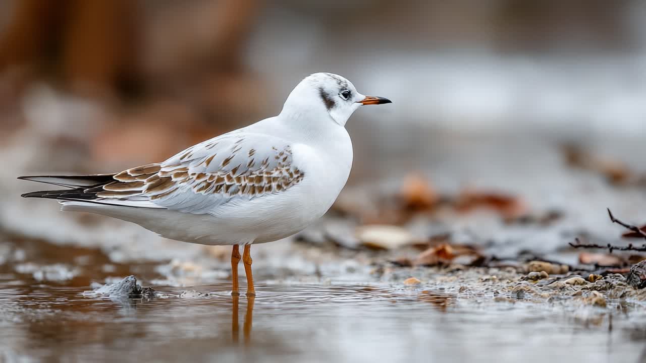 Una serena scena costiera che cattura la graziosa presenza di un giovane gabbiano in piedi in acque poco profonde, in un tranquillo paesaggio naturale.