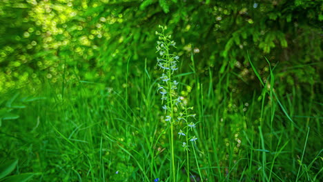 timelapse shot of genus platanthera, which is a species of orchids also known a butterfly orchids visible at daytime