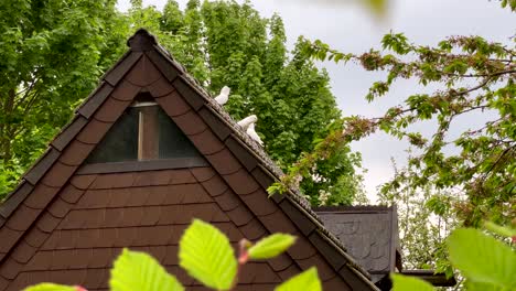 white pigeons perching on top of roof house against leafy trees near countryside