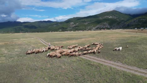 Shepherd-leads-Flock-of-Sheep-and-Goats-over-Tundra-Pasture-in-Countryside-of-Bulgaria