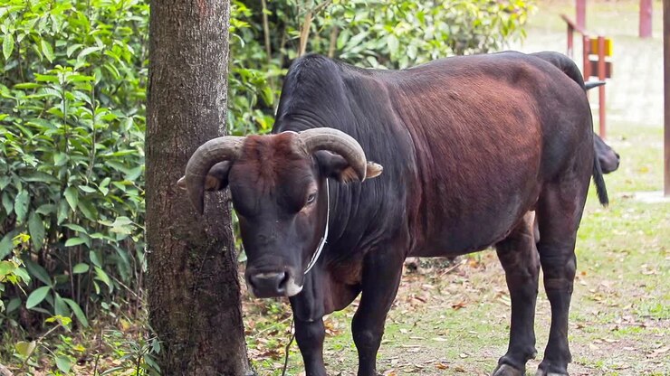 Un filmato statico di una mucca marrone in piedi che fa qualche passo dal tronco dell'albero verso la telecamera