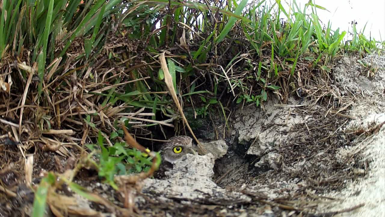 una lechuza emerge de su nido y mira a su alrededor