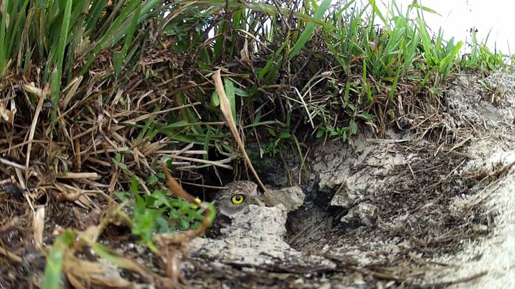 A burrowing owl emerges from its nest and looks around
