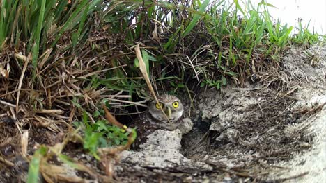 a burrowing owl emerges from its nest and looks around