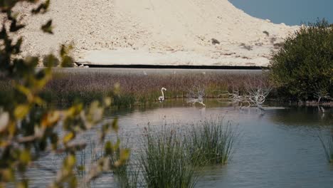 Elegante-Flamenco-Camina-Por-Aguas-Serenas