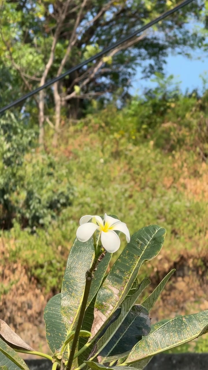Fiore di Plumeria bianco che sboccia in un giardino tropicale soleggiato.