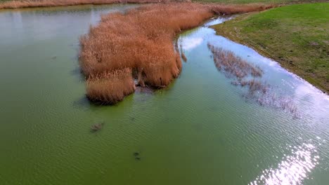 Aerial-View-Of-Lake-With-Dry-Reeds---Drone-Shot