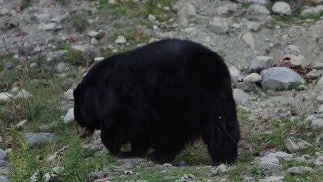 large-black-bear-walking-away-in-rocky-mountain-scene