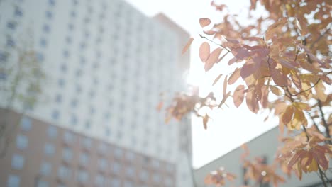 autumn leaves in front of city buildings