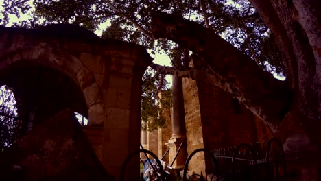 ficus sycomorus 1299 y edificios antiguos en el centro de famagusta.