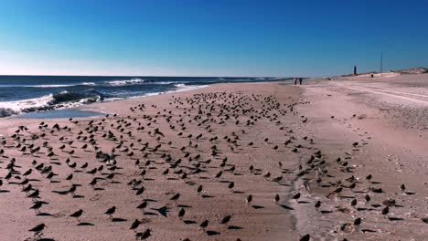 A-low-angle-view-of-a-large-flock-of-sandpipers-standing-on-an-empty-beach-on-a-sunny-day