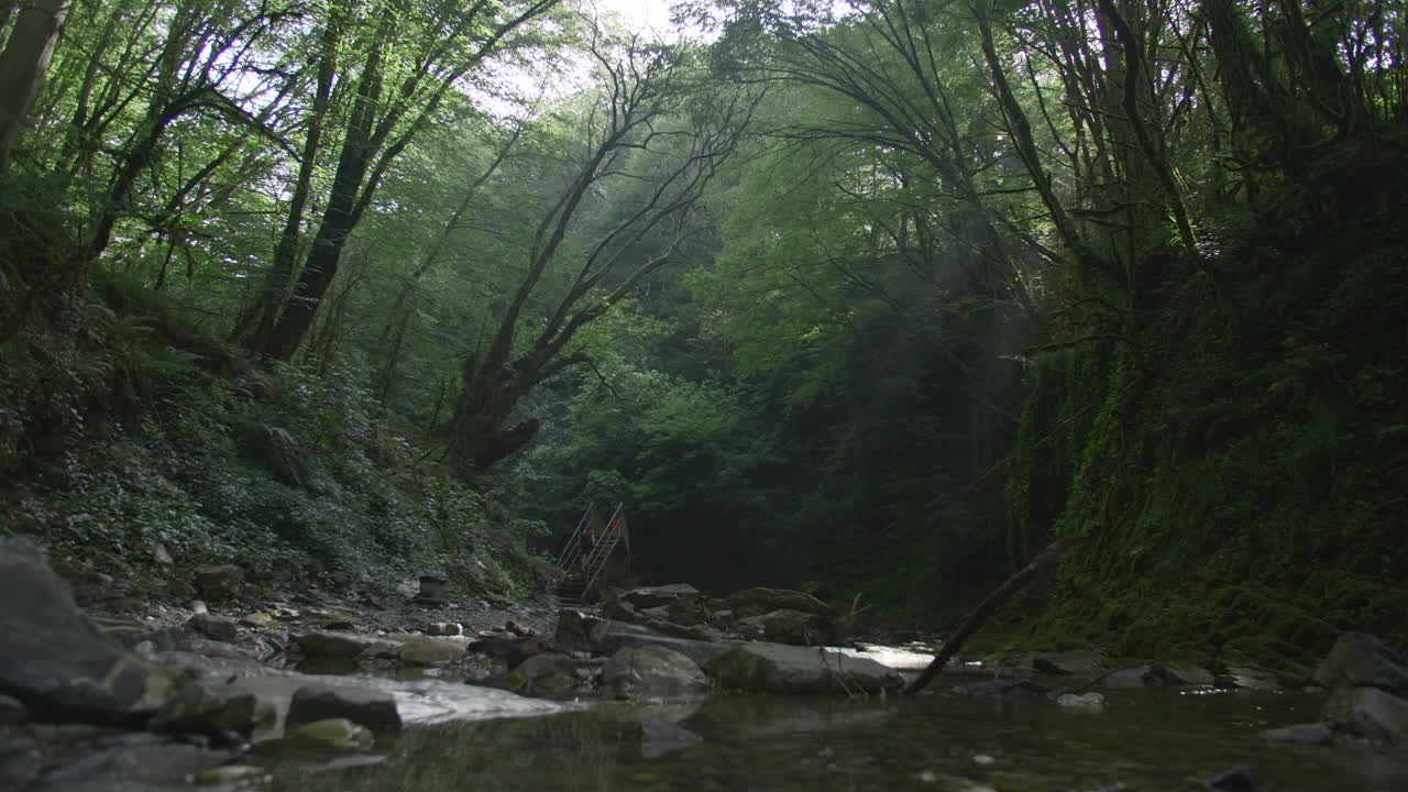 sendero fluvial forestal con rayos de sol