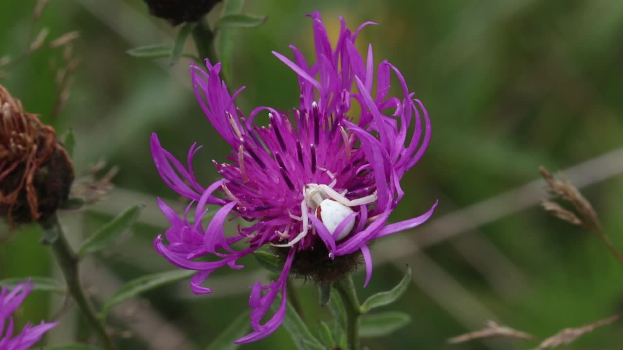 крабовый паук, misumena vatia