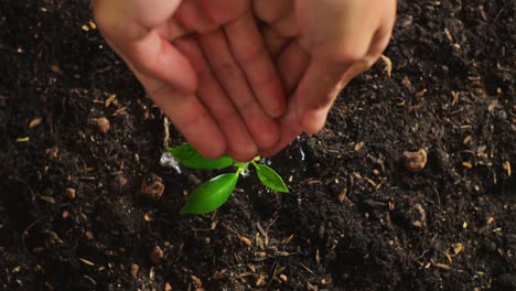 close up of farmer's hands watering a tree sprout after planting it with black dirt mud in the garden