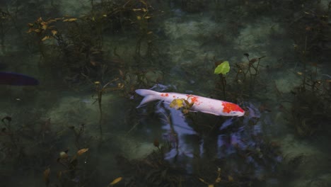 japanese koi fish swimming through the nameless pond