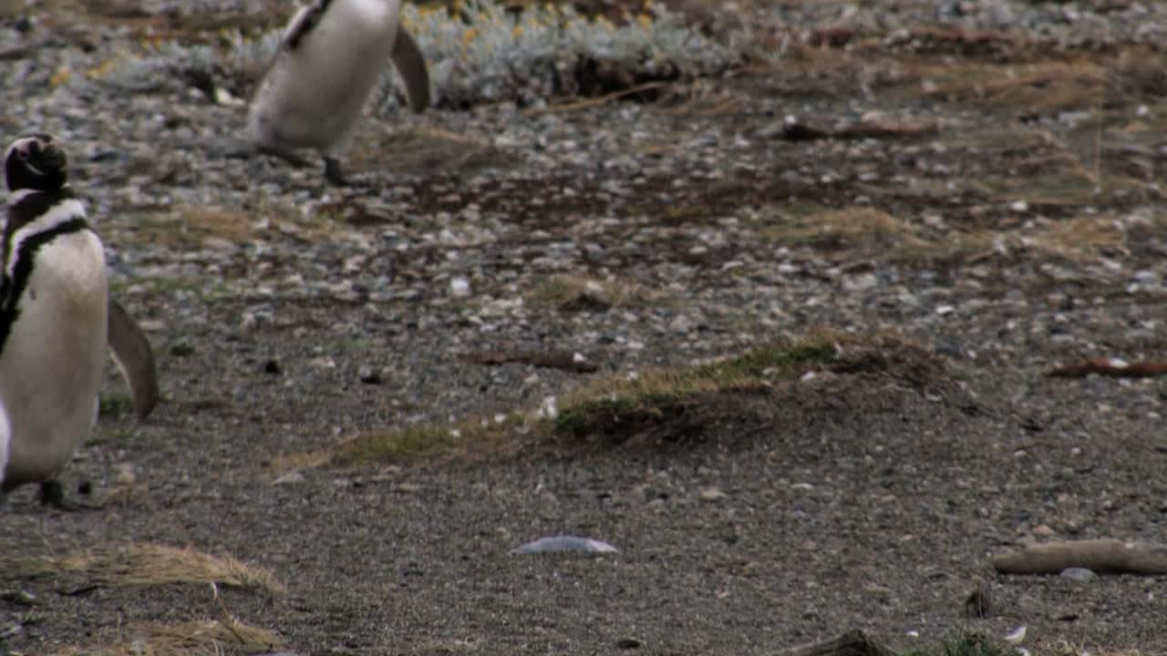 Group of magellanic penguins walking on soil in Patagonia, Chile