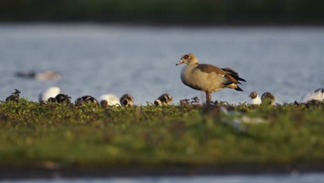 egyptian goose with her babies, side of lake, close up, slow motion