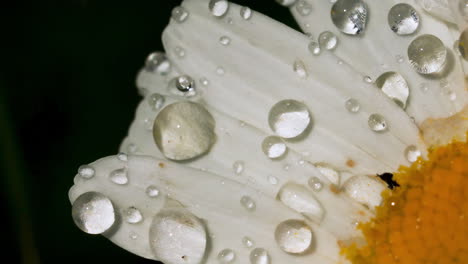 dew drops on a daisy petal