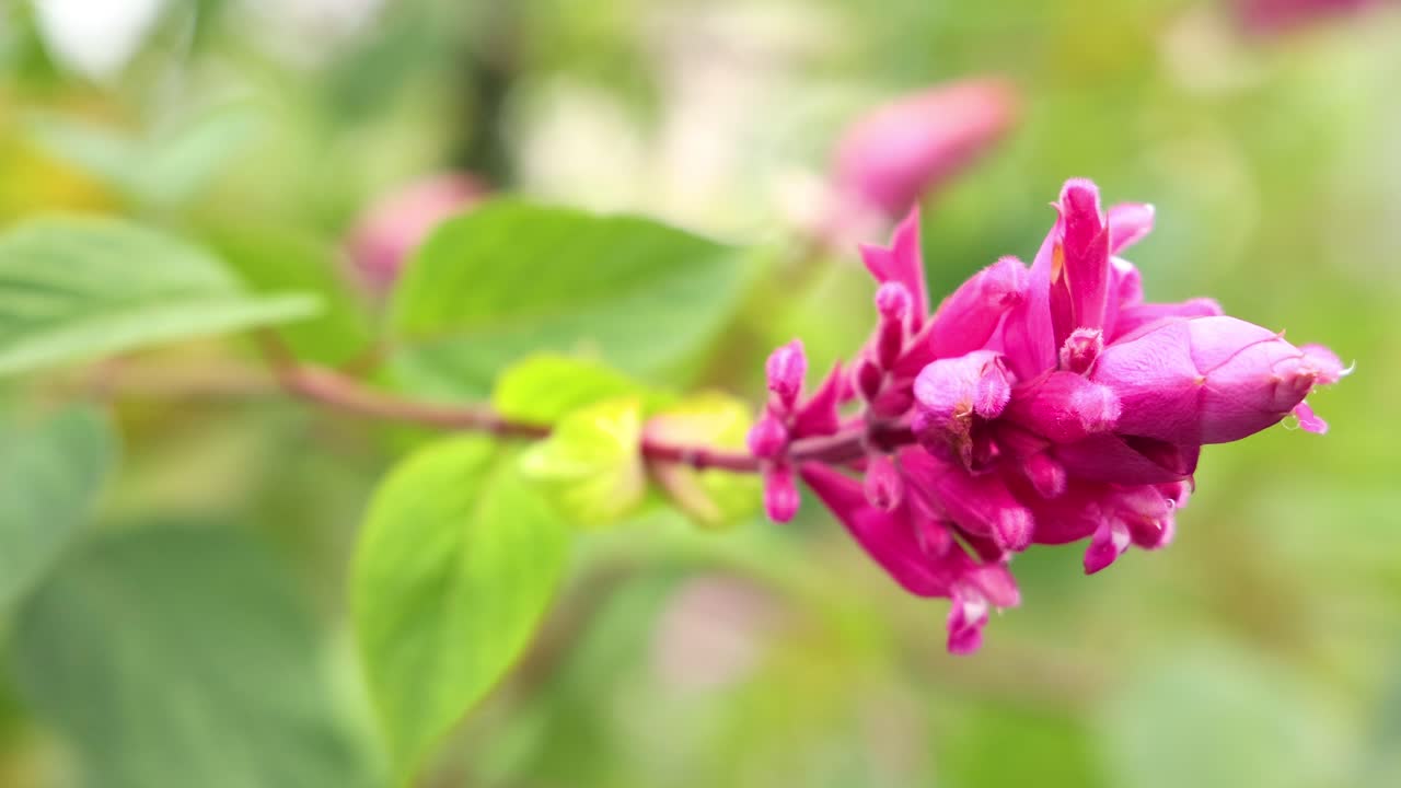 Time-lapse of Megaskepasma flower blooming