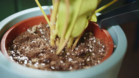 regar una planta en una olla