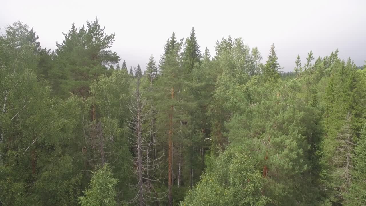 Aerial View of a Forest