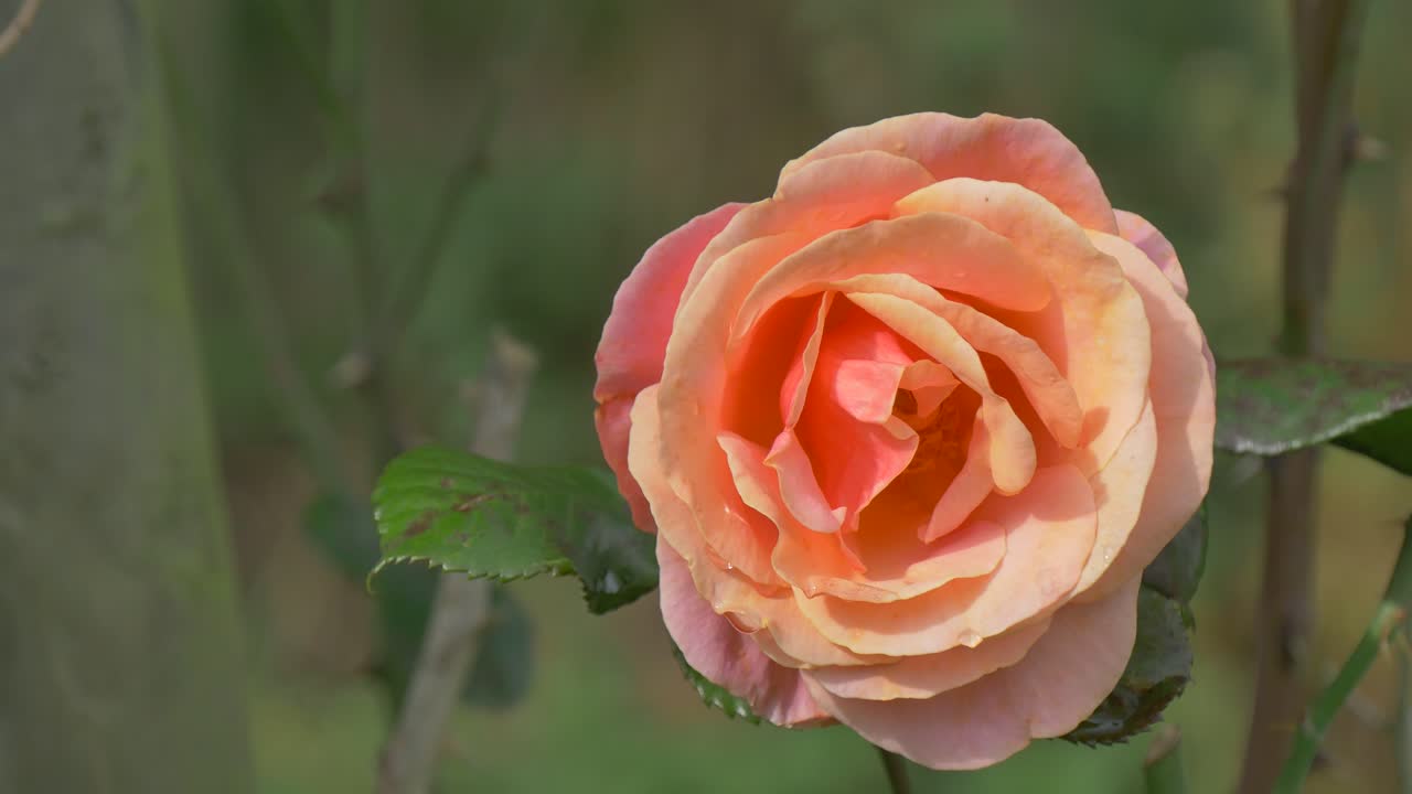 una rosa de rocío ondeando en el viento