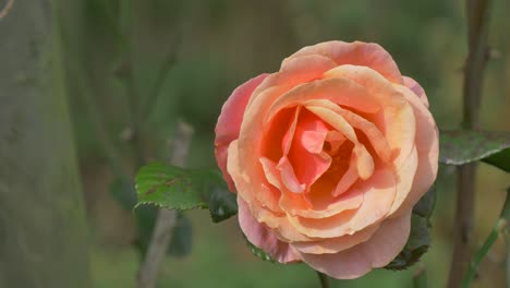 Una-Rosa-Cubierta-De-Rocío-Ondeando-En-El-Viento