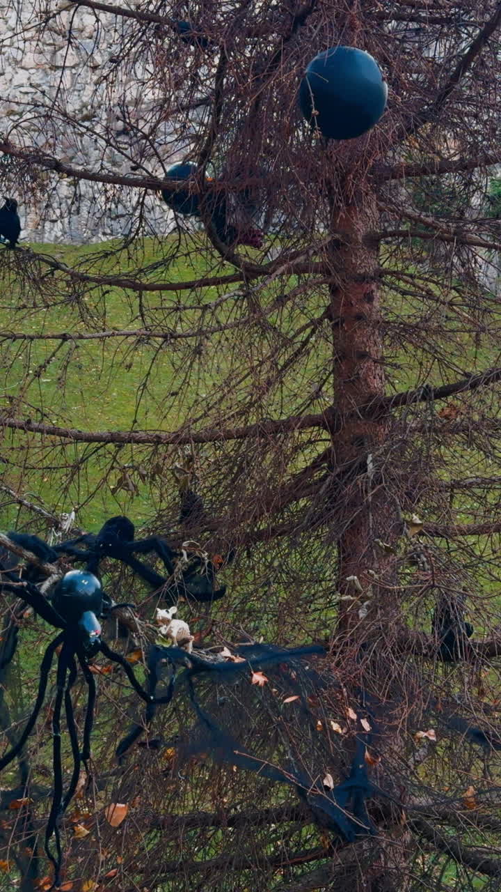 Bare dry pine tree covered with spiders, web. Black balls and crows. Halloween decoration outside. Vertical video
