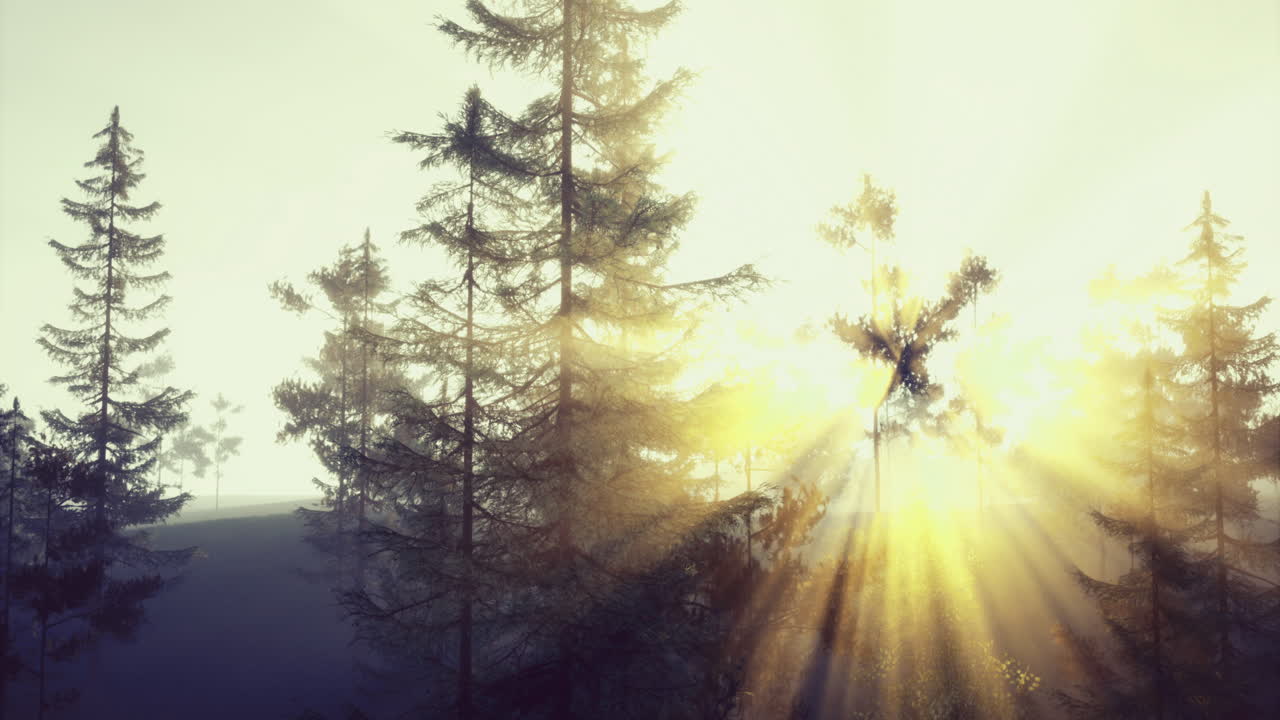 Auringonvalo siivilöityy korkeiden puiden läpi seesteisessä metsäympäristössä