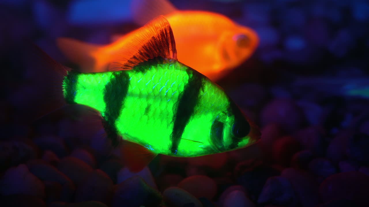 dos peces genéticamente modificados brillan con un pez no fluorescente en el fondo
