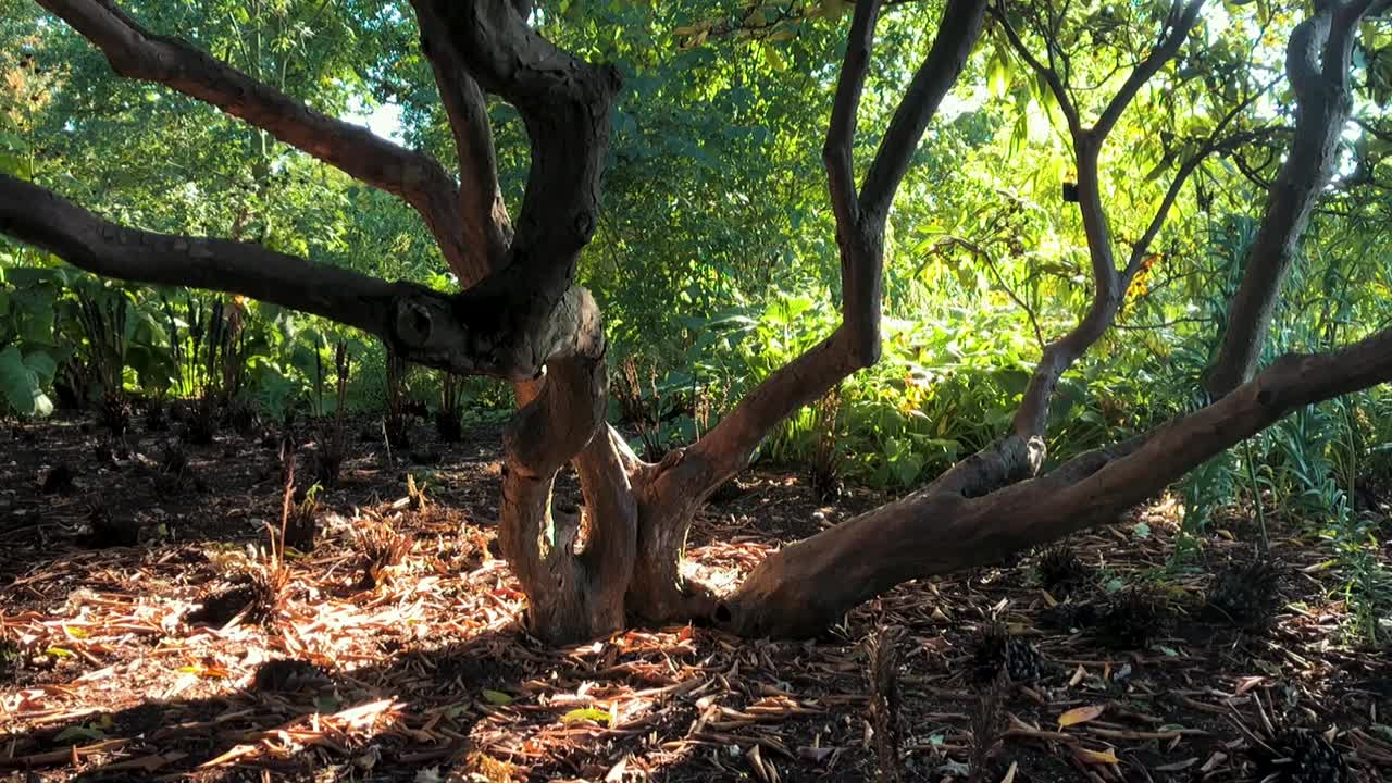 숲의 바닥을 120p 슬로 모션으로 촬영합니다.