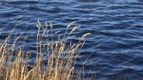 Stehendes-Gras-Bewegt-Sich-Stetig-Im-Wind-Vor-Dem-Tintenblauen-Wasser-Der-Flussmündung-Zur-Goldenen-Stunde-Im-Herbst---Christchurch,-Neuseeland