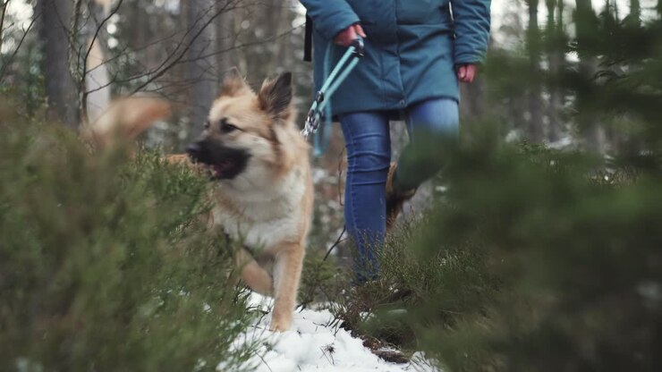 Cane e padrona passeggiano in una foresta, primo piano frontale dal basso.