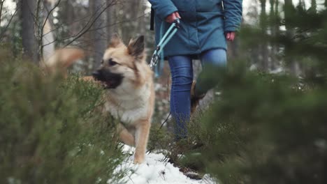 Dog-and-female-owner-walk-in-forest,-front-low-closeup-view