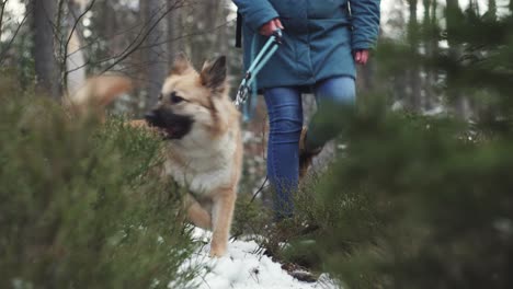 dog and female owner walk in forest, front low closeup view