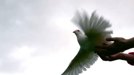 hands releasing a dove