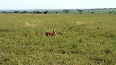 Los-Buitres-Esperan-Detrás-De-Los-Leones-Mientras-Comen-Presas-En-El-Parque-Nacional-Del-Serengeti