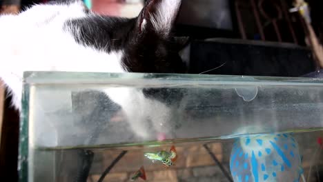 gato esmoquin sediento bebiendo agua de una pecera con peces dentro