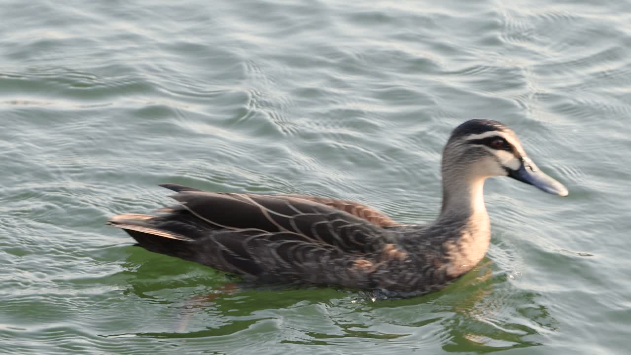 오리 는 조용 한 물 을 가로질러 부드럽게 미끄러진다
