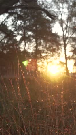 sunset through grass