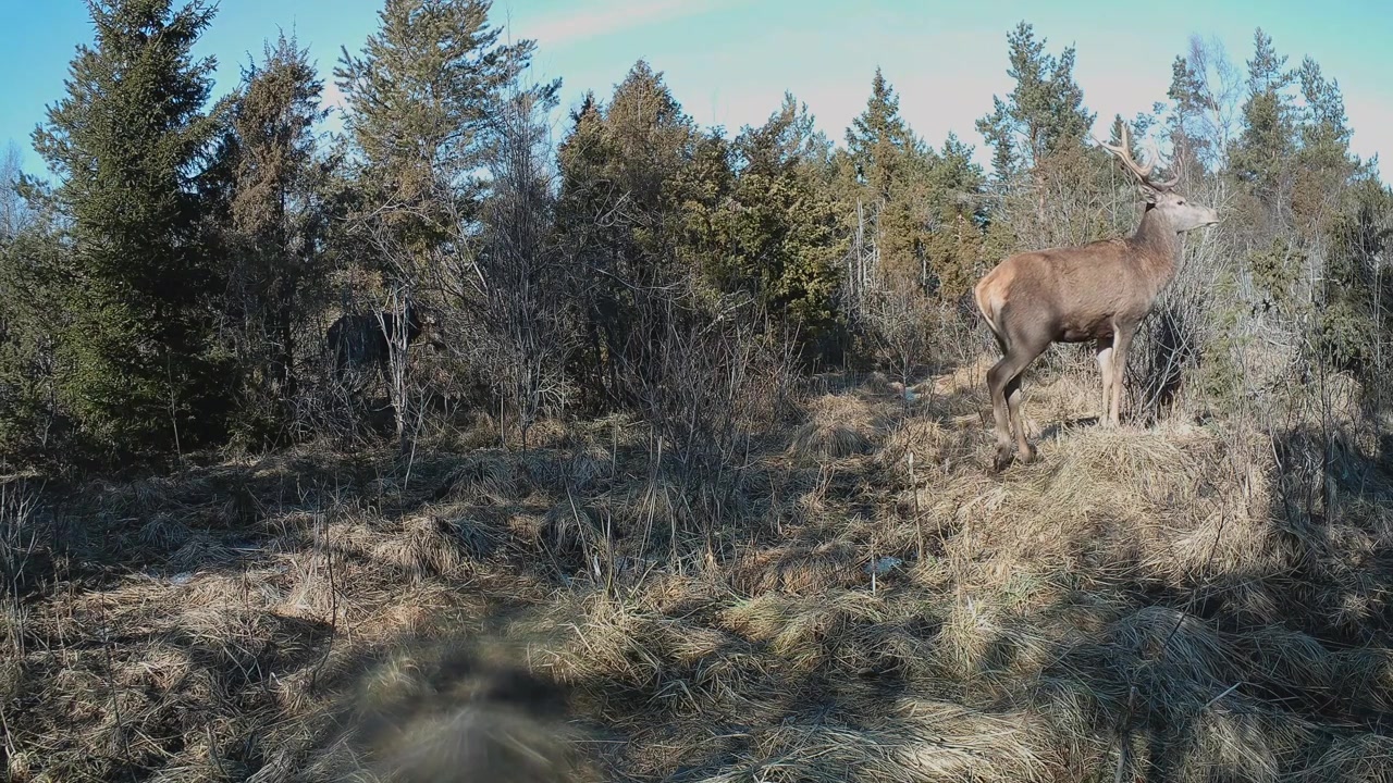 Male red deer (Cervus elaphus) caught on the trail camera in Saaremaa, Estonia.
