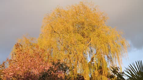 beautiful weeping willow tree