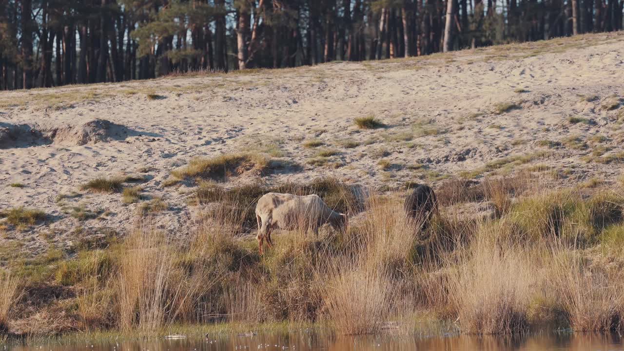 vista panorámica de las cabras silvestres comiendo en el paisaje de la playa de arena por el bosque, hora dorada, alejar