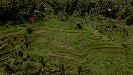 Panning-aerial-shot-of-beautiful-rice-terraces-in-colorful-landscape