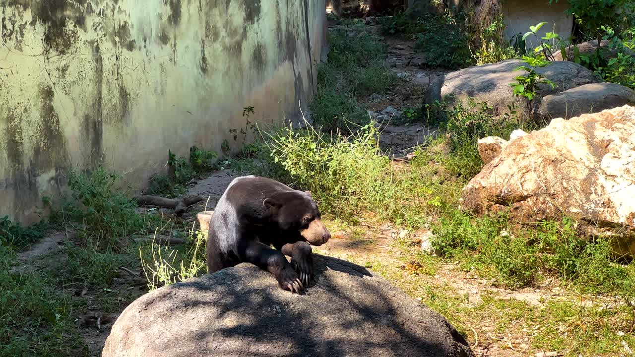 Bear resting on rock in zoo enclosure