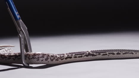 el manejador dirige cuidadosamente a la serpiente cobra que escupe sobre un fondo oscuro.