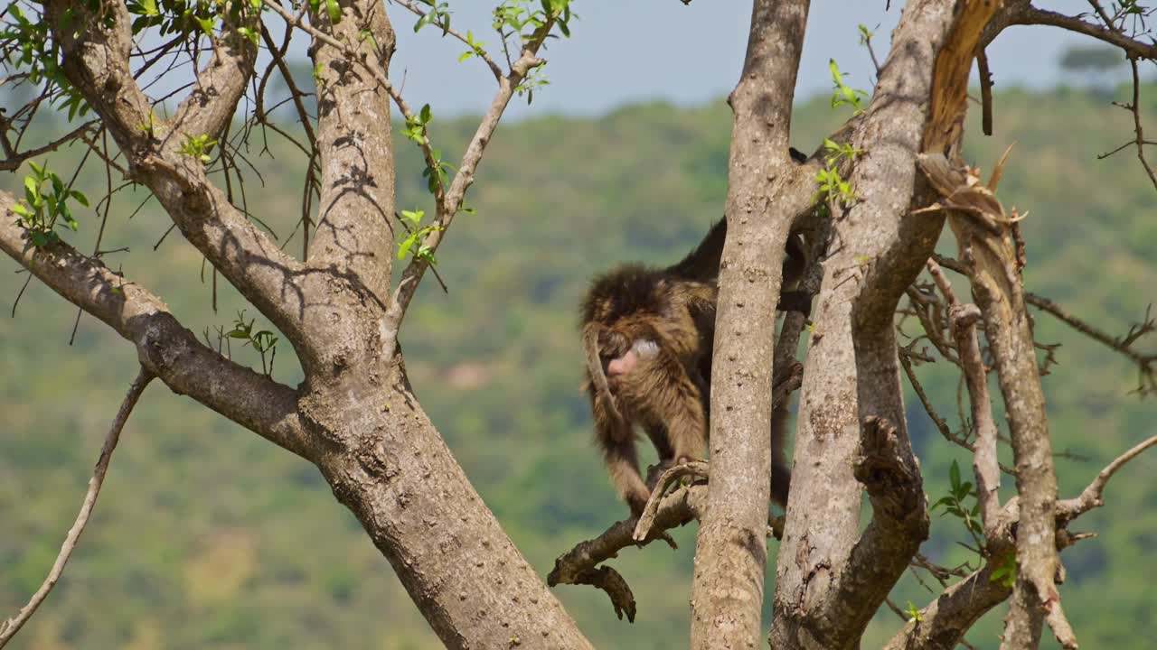 dos babuinos saltando en un árbol, naturaleza agresiva luchando por el terror, comportamiento natural de la vida silvestre africana en la reserva nacional de masai mara, kenia, áfrica animales de safari en masai mara