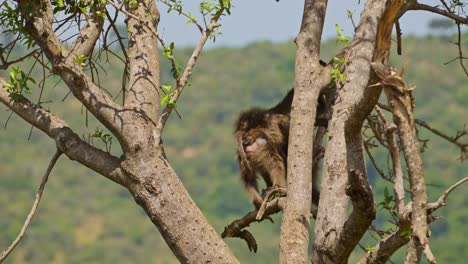 Two-Baboons-jumping-in-a-tree,-agressive-nature-fighting-for-terrortiry,-natural-behaviour-of-African-Wildlife-in-Maasai-Mara-National-Reserve,-Kenya,-Africa-Safari-Animals-in-Masai-Mara