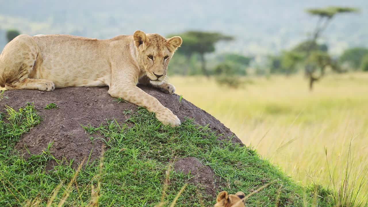 slow motion van een leeuw in afrika, leeuwin op een afrikaanse wildlife safari zit op een termietenheuvel en kijkt rond in het masai mara national reserve, kenia in het masai mara national park, close-up van de big five
